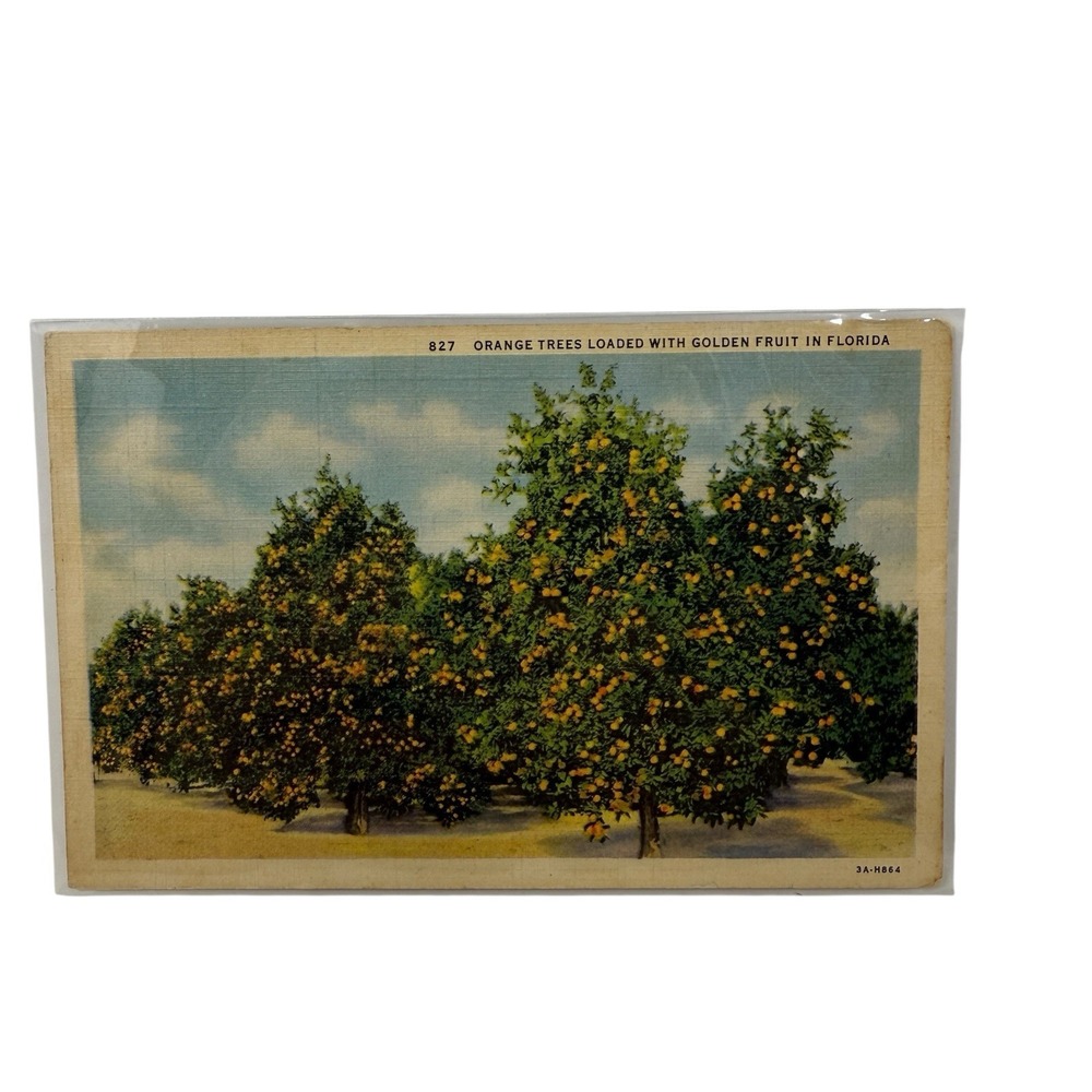 Vintage Linen Postcard Orange Trees w/ Golde‎ Fruit in Florida Curt Teich